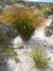 Elegia filacea