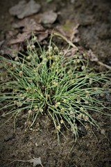 Cyperus subsquarrosus