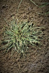Cyperus subsquarrosus