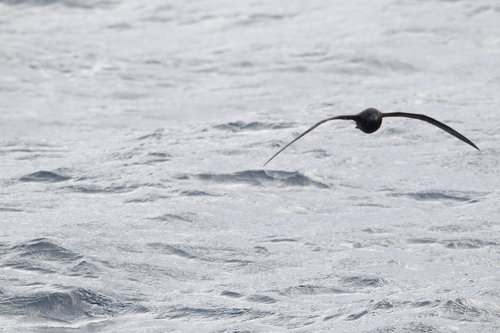 Petrel aligrande (Pterodroma macroptera)