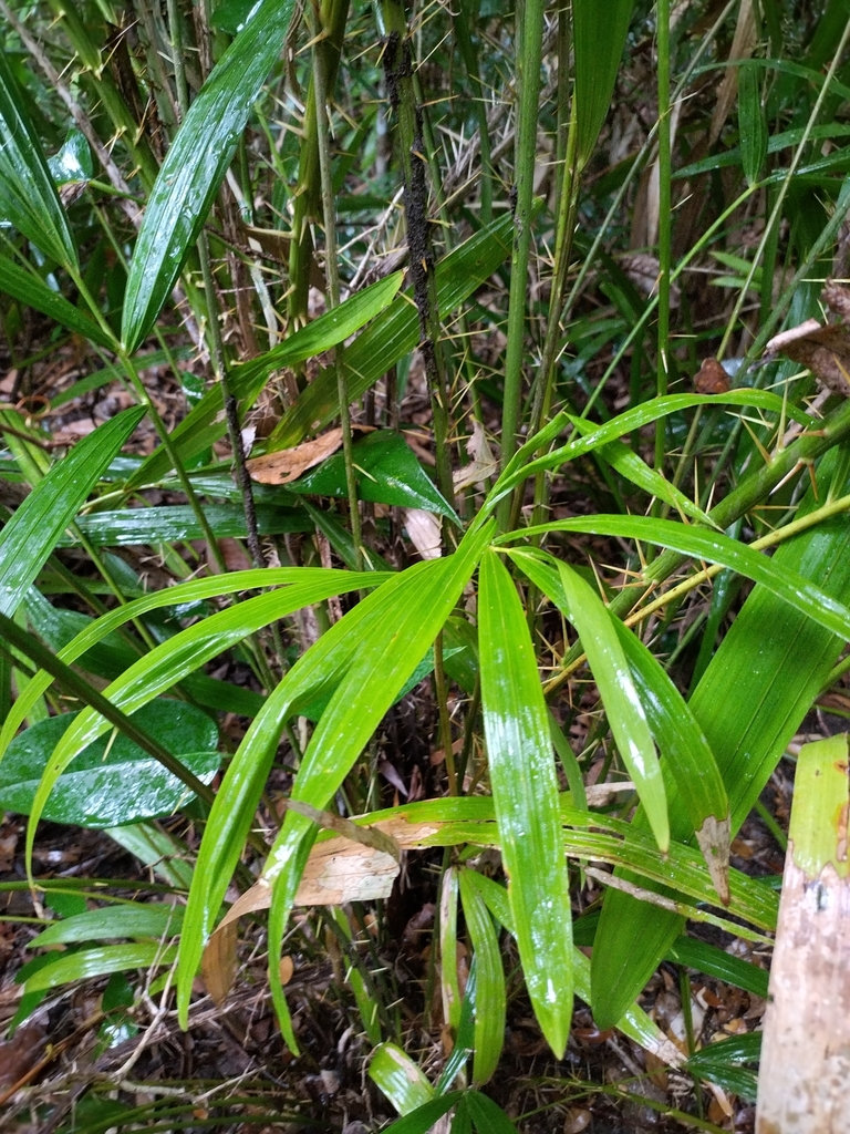 Calamus aruensis