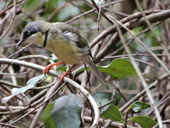 Apalis thoracica