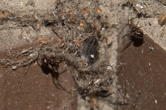 Steatoda bipunctata