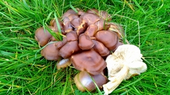 Lyophyllum fumosum