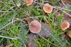 Laccaria tetraspora
