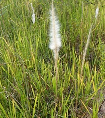 Imperata brevifolia