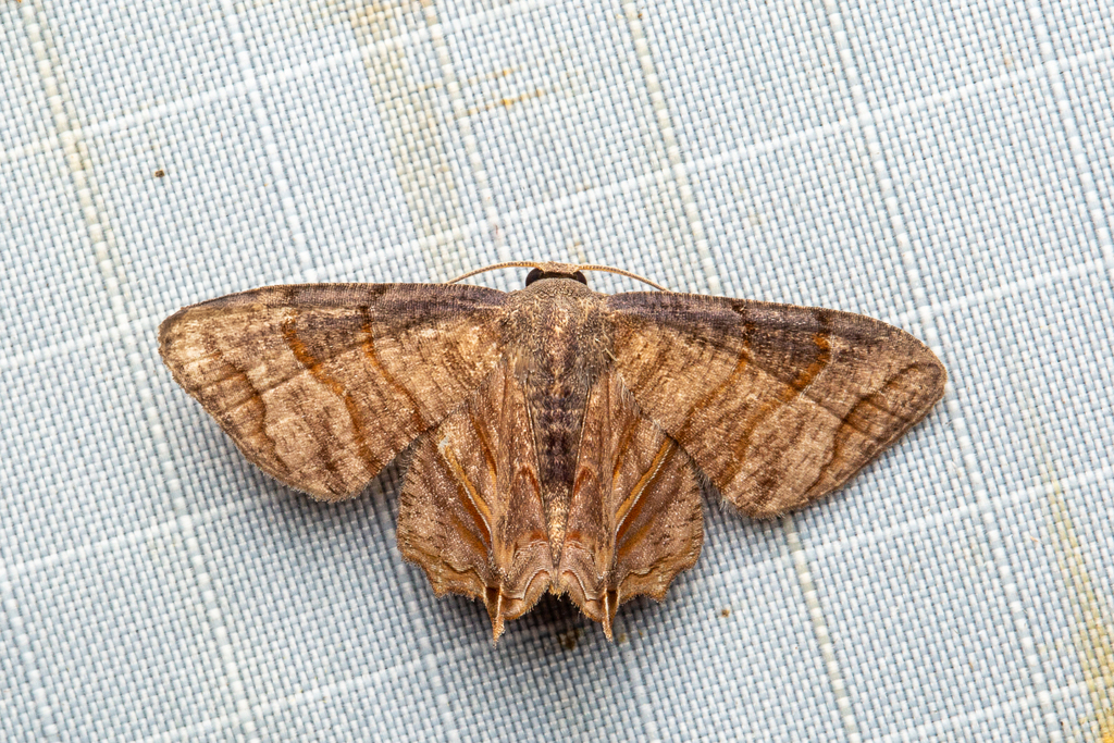 Gathynia mesilauensis