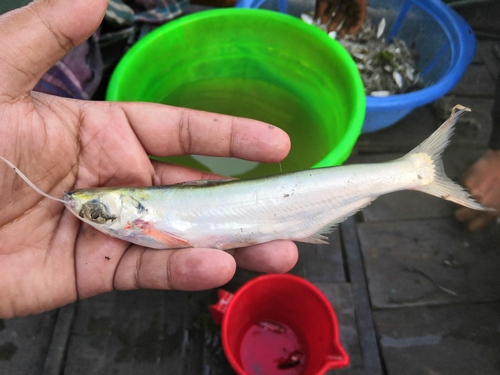 Garua bachcha (Clupisoma garua) — Schilbeidae