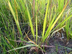 Imperata brevifolia