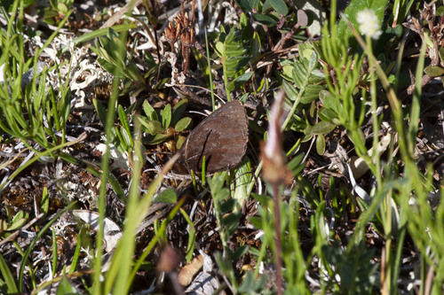 Reddish Alpine