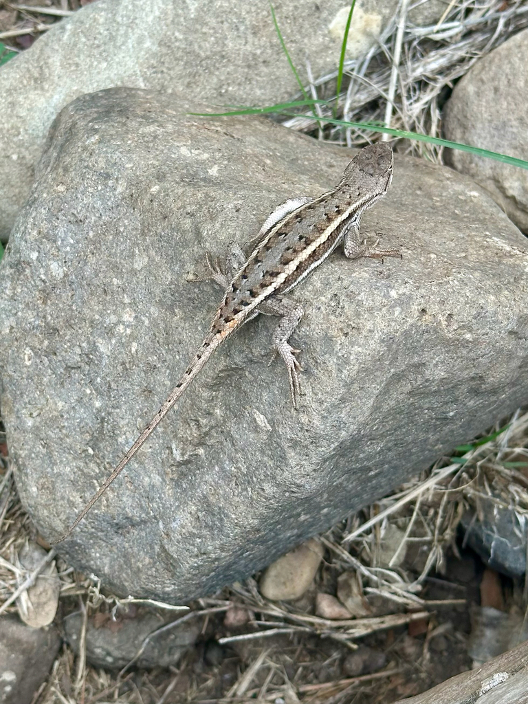Striped Plateau Lizard