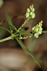 Polygala verticillata isocycla