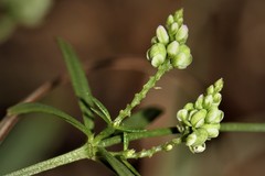 Polygala verticillata isocycla