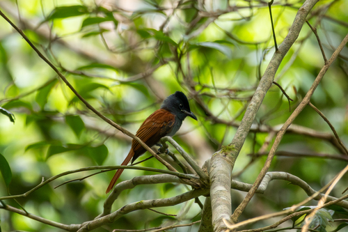 Blyth's Paradise Flycatcher (Terpsiphone affinis), photo 9