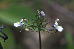 Nemesia floribunda