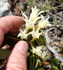 Cyrtorchis arcuata arcuata