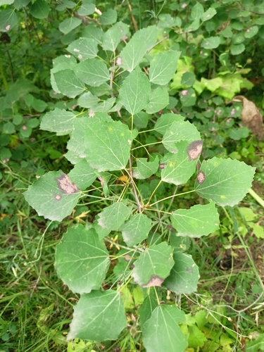 Titaeosporina tremulae
