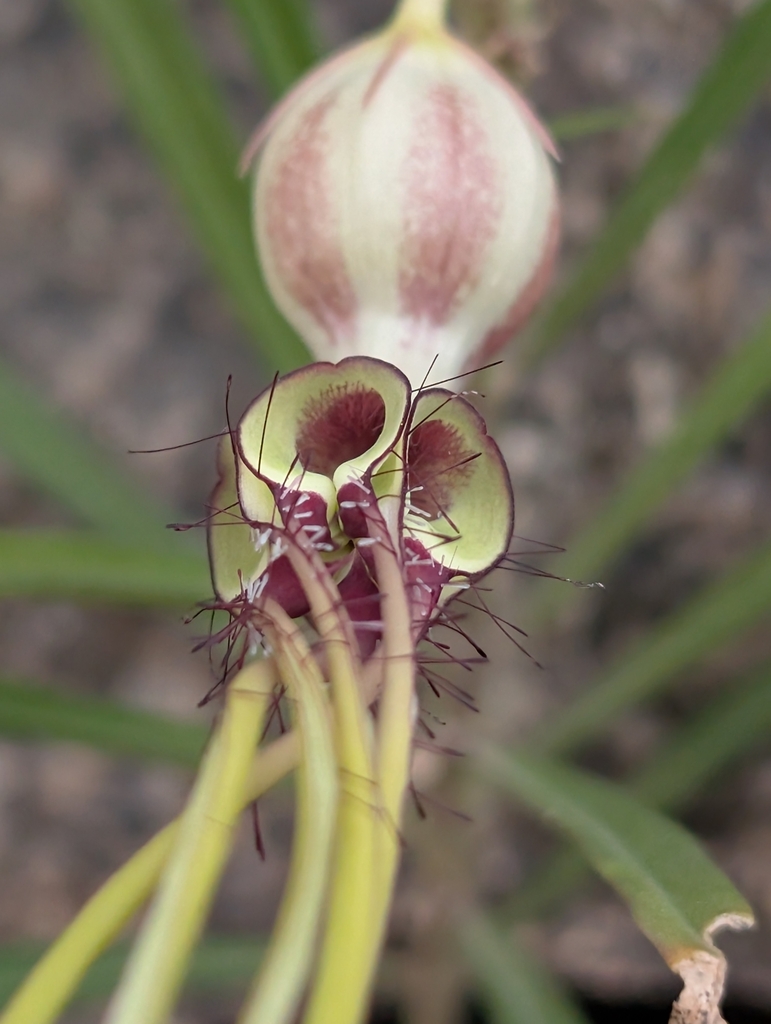 Ceropegia spiralis, Ranga Reddy, IN-TG, IN