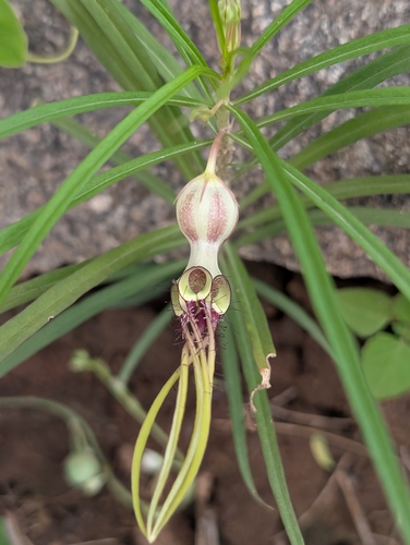 Ceropegia spiralis