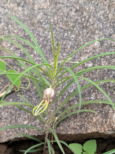 Ceropegia spiralis
