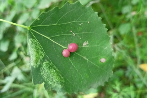 aspen leaf gall midge