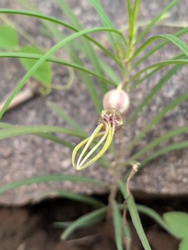 Ceropegia spiralis