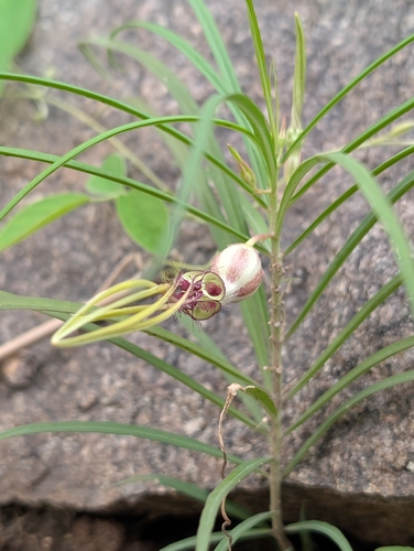Ceropegia spiralis