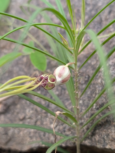 Ceropegia spiralis