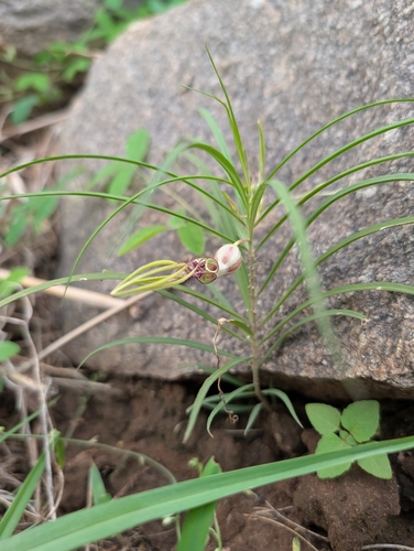 Ceropegia spiralis