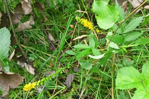 Hairy Agrimony