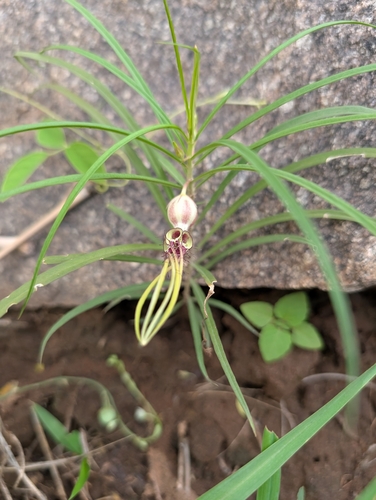 Ceropegia spiralis