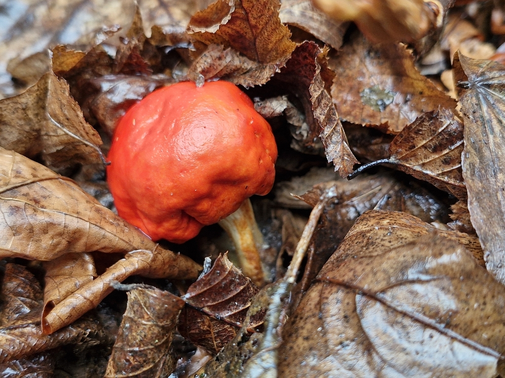 Leratiomyces erythrocephalus · July 2025 · photo: © rishud (iNaturalist, cc-by)