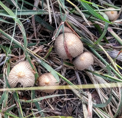 Bolbitius reticulatus