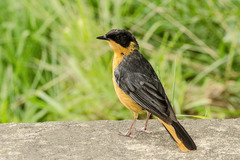 Cossypha dichroa dichroa