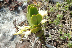 Cyrtorchis arcuata arcuata