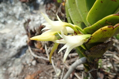 Cyrtorchis arcuata arcuata