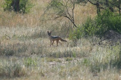 Lupulella mesomelas schmidti