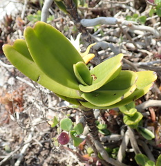 Cyrtorchis arcuata arcuata