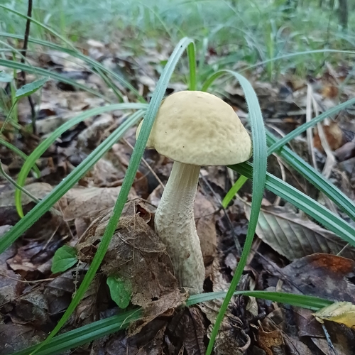 Leccinellum pseudoscabrum — (c) Ewa Olchanowska, some rights reserved (CC BY)
