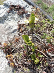 Cyrtorchis arcuata arcuata