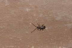 Ptinus raptor