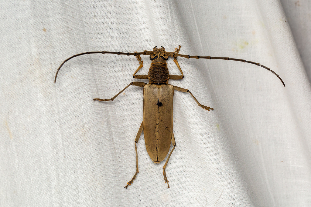Massicus fryi