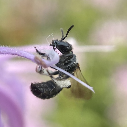 Beebalm Shortface photo 5