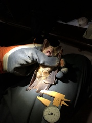 Hipposideros diadema