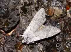 Lithophane georgii