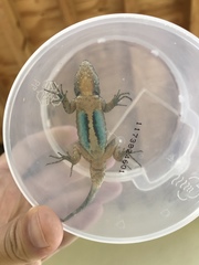 Sceloporus grammicus microlepidotus