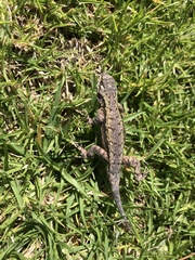 Sceloporus grammicus microlepidotus