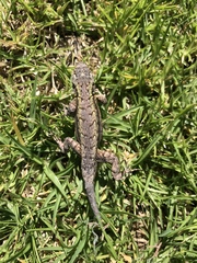 Sceloporus grammicus microlepidotus