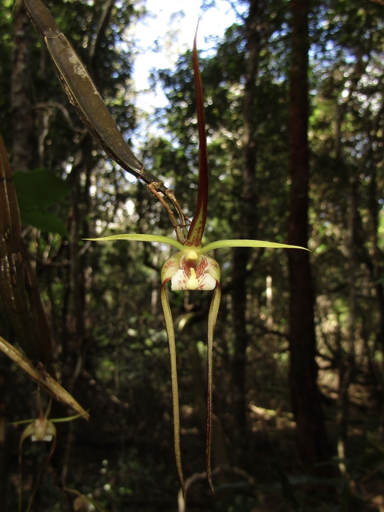 Dendrobium tetragonum