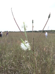 Oenothera glaucifolia